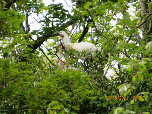 20240506161508_SX_5184x3888