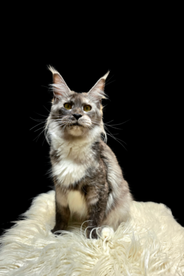 20250204_221701_0000