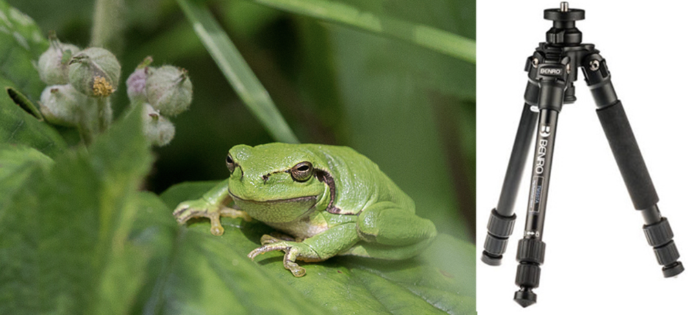 Een statief is handig, zo niet noodzakelijk bij macrofotografie