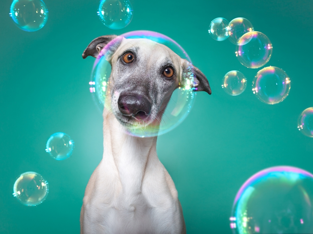Honden-fotografie door- Elke-Vogelsang:-Scout Honden-fotografie door- Elke-Vogelsang:-Scout