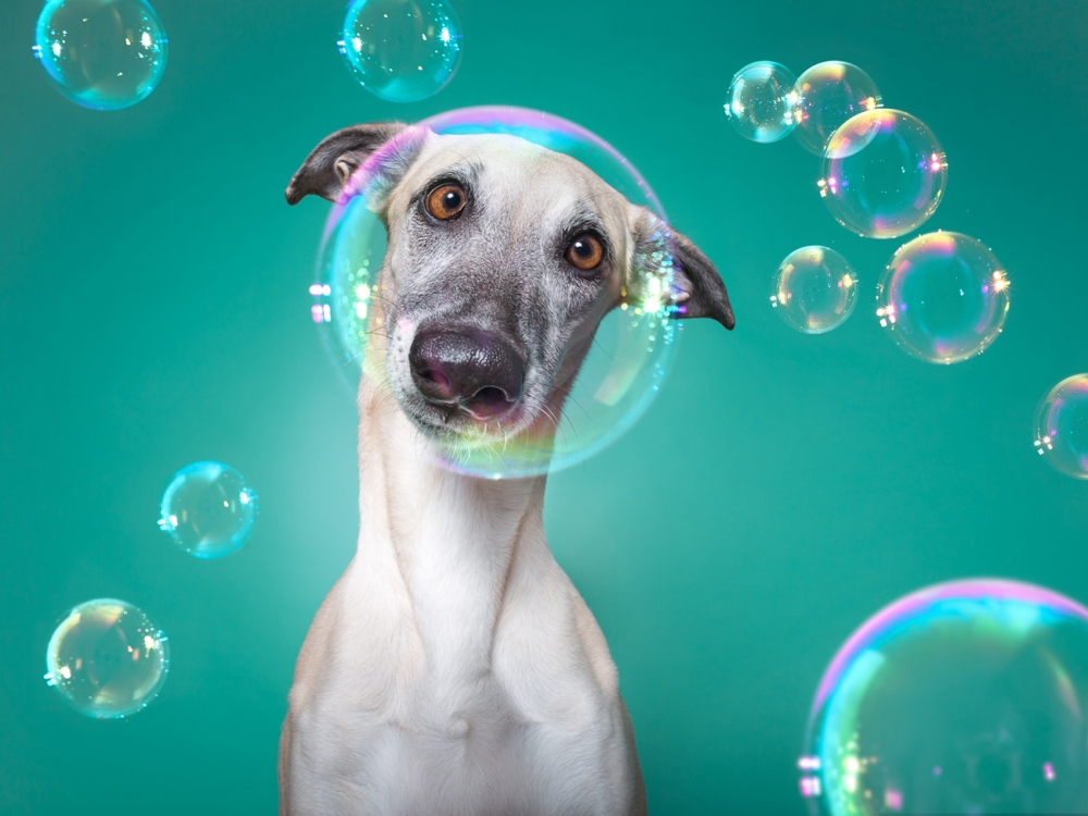 Honden-fotografie door- Elke-Vogelsang:-Scout