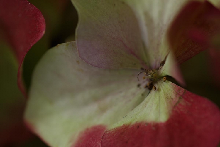 1:1 de kern van een hortensia ontdekken, nog nooit zo gezien! 