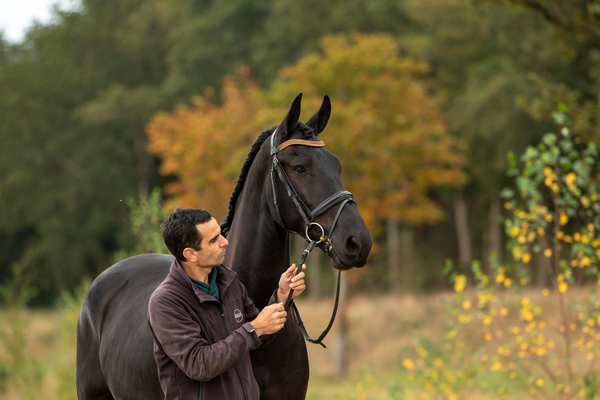 paarden paarden