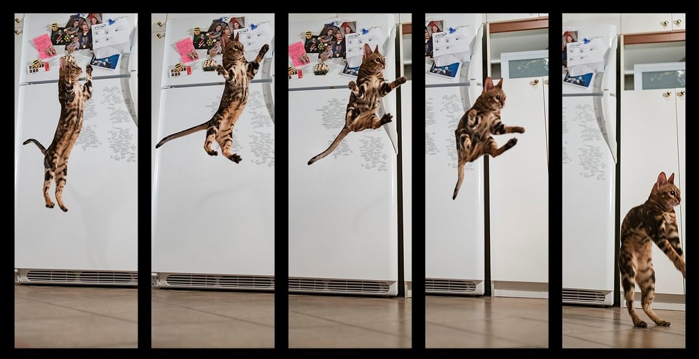 multi-shot-burst-mode-wildcamera multi-shot-burst-mode-wildcamera