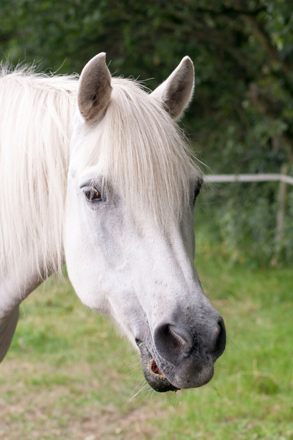 blog-paarden-fotografie