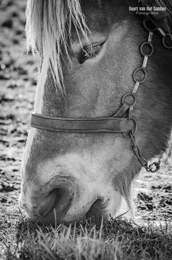 paard-fotografie paard-fotografie