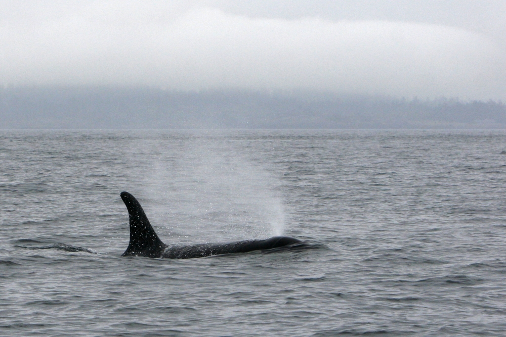 Een orca onder zeer slechte lichtomstandigheden