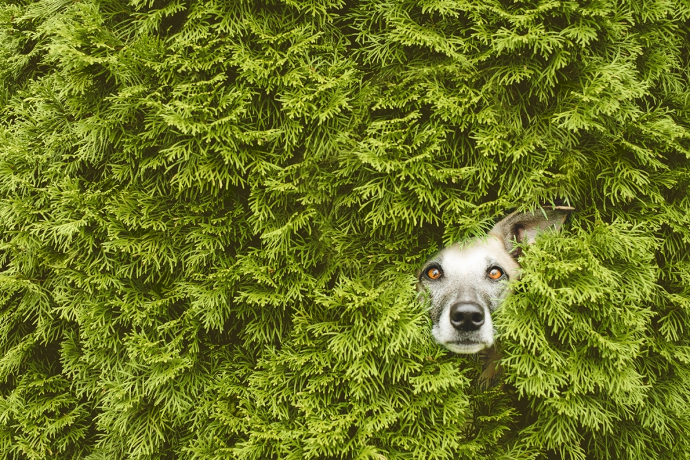 De- beste- honden-fotografie- tips- door- Elke- Vogelsang- voor- Fotoclub.nl