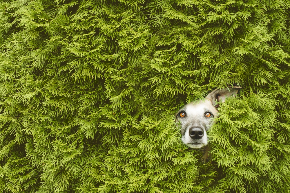 De- beste- honden-fotografie- tips- door- Elke- Vogelsang- voor- Fotoclub.nl De- beste- honden-fotografie- tips- door- Elke- Vogelsang- voor- Fotoclub.nl