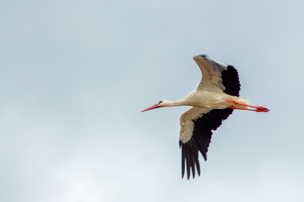 vogels