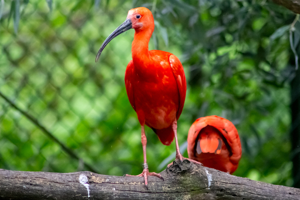 tips vogel spotten