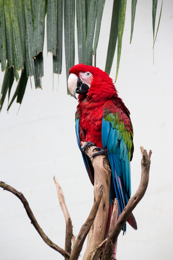 achtergrond vogelspotten 