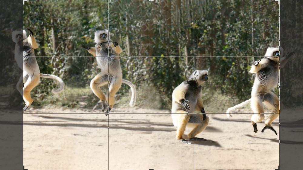 jumping-lemurs