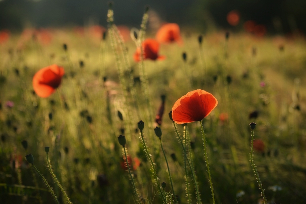 Klaprozen Natuurfotografie