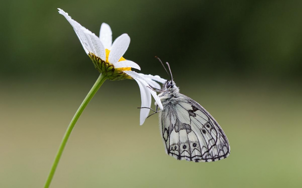 Dambordje gefotografeerd door Wim Boon