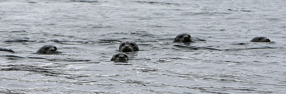 zeehonden 