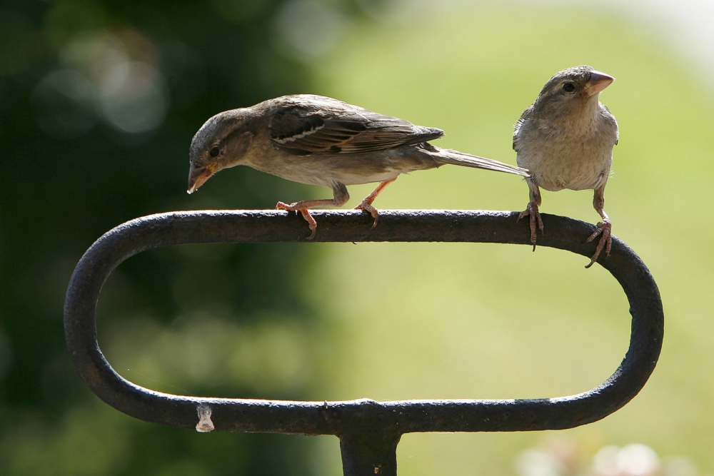 Ook mussen kunnen al een interessant wildlife-beeld opleveren en het is gemakkelijk oefenen in eigen tuin of omgeving