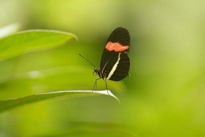 Heerlijke bokeh en evenwijdig aan het onderwerp gemaakt met de Sigma 180mm f/2.8 EX DG OS APO HSM