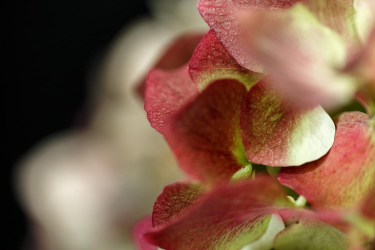 Een hortensia blaadje 'Glitter & Glamour' verschijnt voor je ogen. 