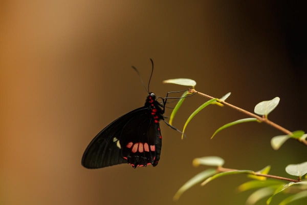 Vlinders vangen in de dierentuin, Blijdorp Amazonica 2017