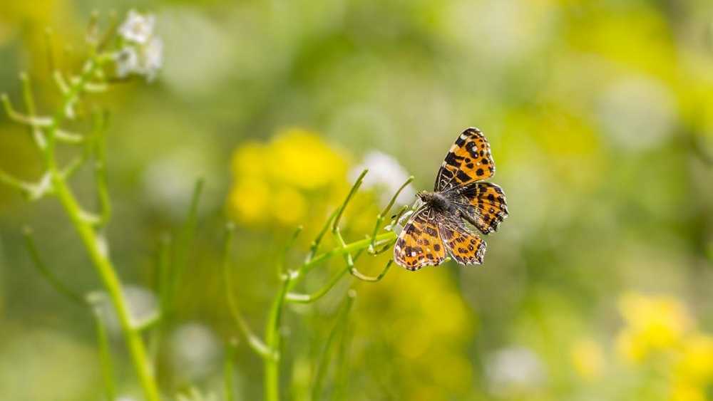 Een landkaartje gefotografeerd door Wim Boon