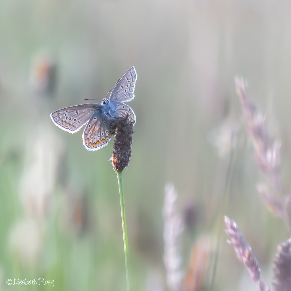 Natuurfotografie-Liesbeth-Ploeg