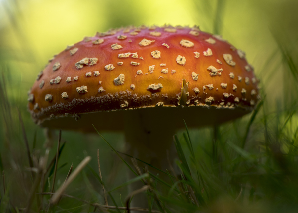 Paddestoel Bakelse bossen