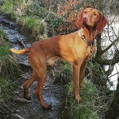 Vizsla Vizsla
