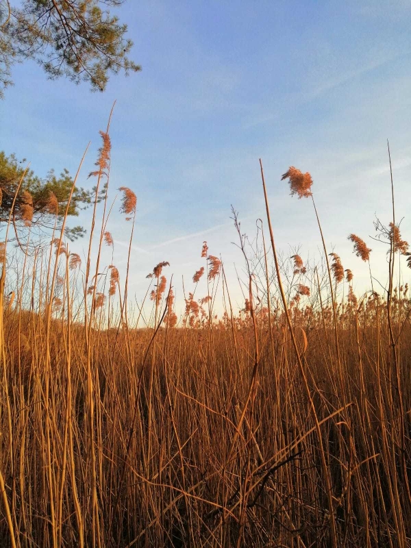 landschap landschap