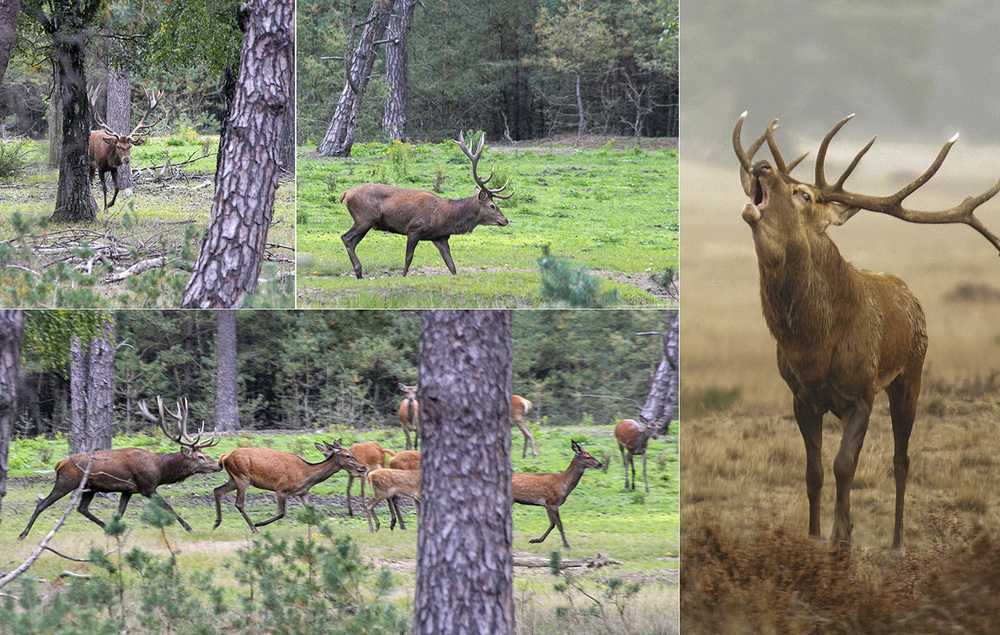 Burlende edelherten op de Hoge Veluwe