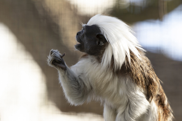 Dierenfotografie