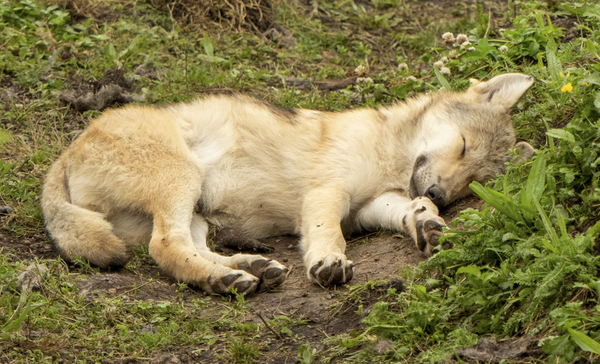 Blog dierenfotografie