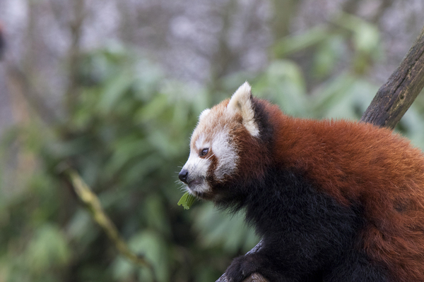 Dierentuin foto's maak je zo