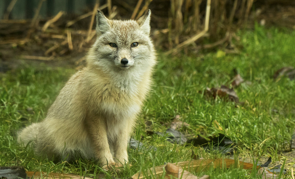 Fotograferen in de dierentuin