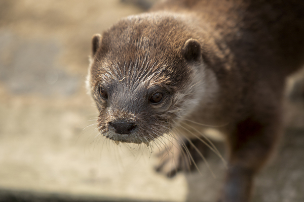 Foto's maken in de dierentuin