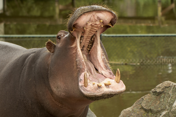 Tips om dieren te fotograferen