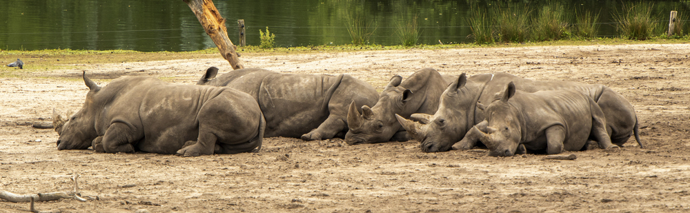 Beste tips voor mooie foto's in de dierentuin