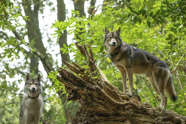 Zo fotografeer je honden