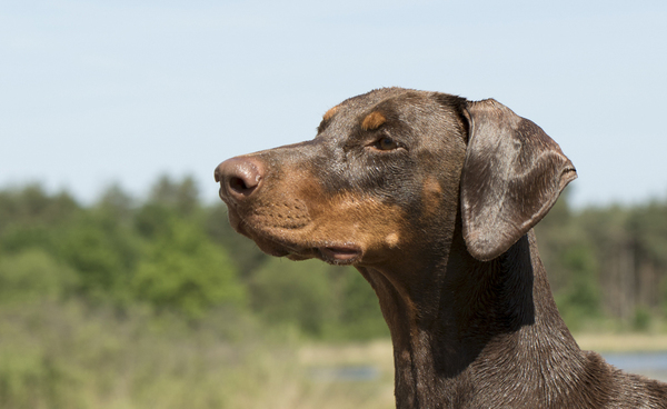 Honden Fotografie