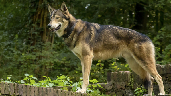 Fotoserie met honden