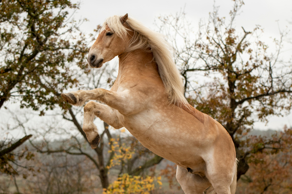 paard-doet-een-kunstje