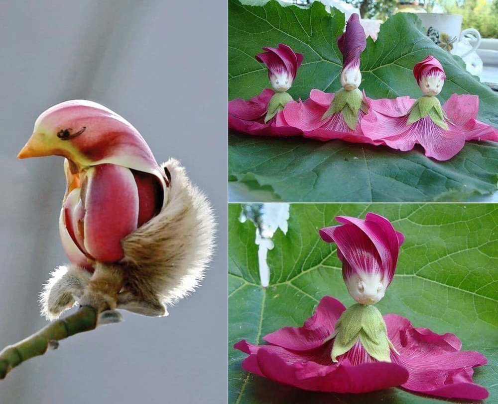 De bloem van een Magnolia, net voordat hij opent en Hollyhocks bloemen. Foto's: Nature Heaven