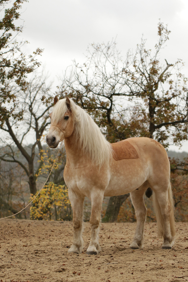 paard-met-halster