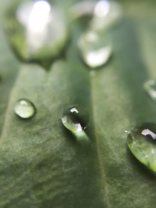 Macrofotografie Scherpstellen