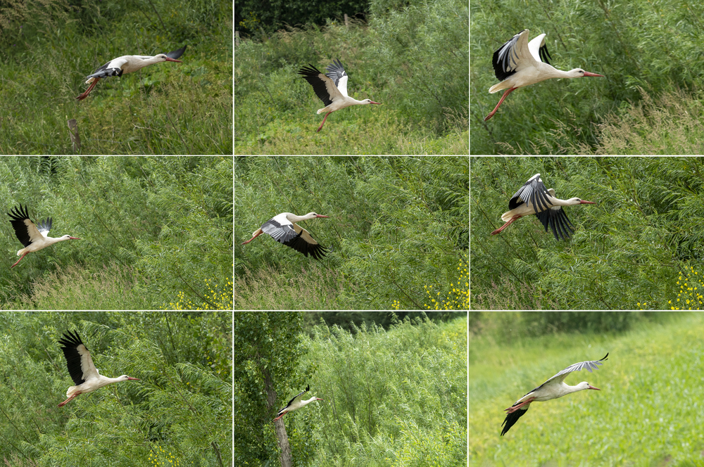 De ooievaar in vlucht wordt perfect gevolgd en scherp gehouden met de Sony a9 MarkII 