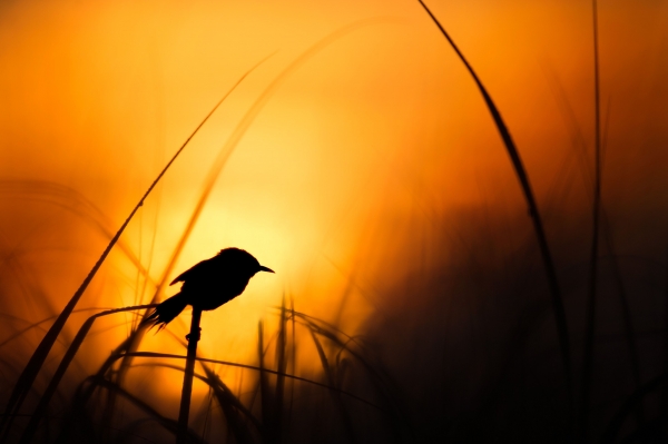 Silhouetten fotograferen bij ondergaande zon