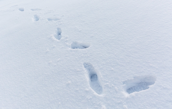 Sneeuw Fotograferen Sneeuw Fotograferen