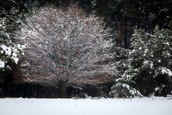 Fotograferen in de sneeuw