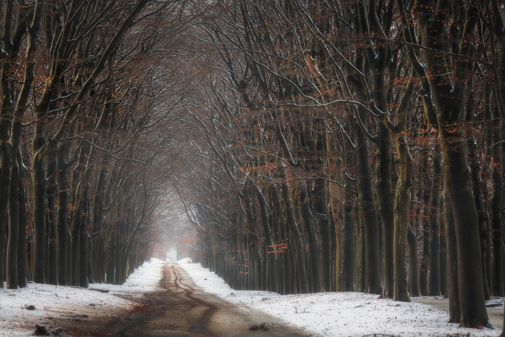 Sneeuwlandschap