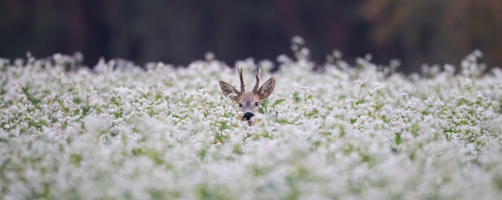 foto-natuur foto-natuur